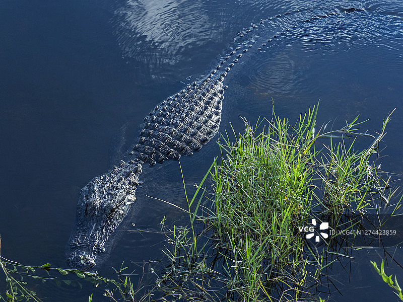 美国佐治亚州沼泽中的鳄鱼图片素材