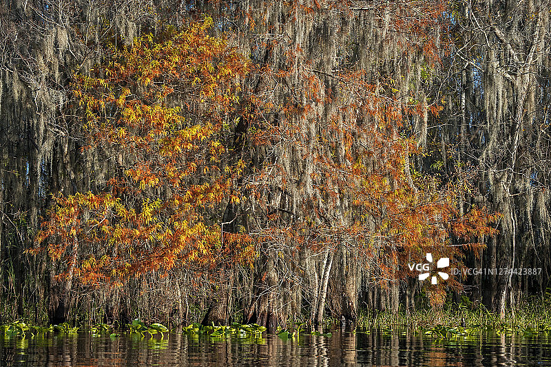 美国佛罗里达州秋季河岸森林图片素材