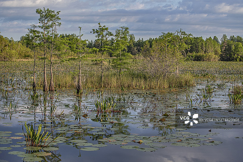 美国佐治亚州奥克弗诺基沼泽图片素材