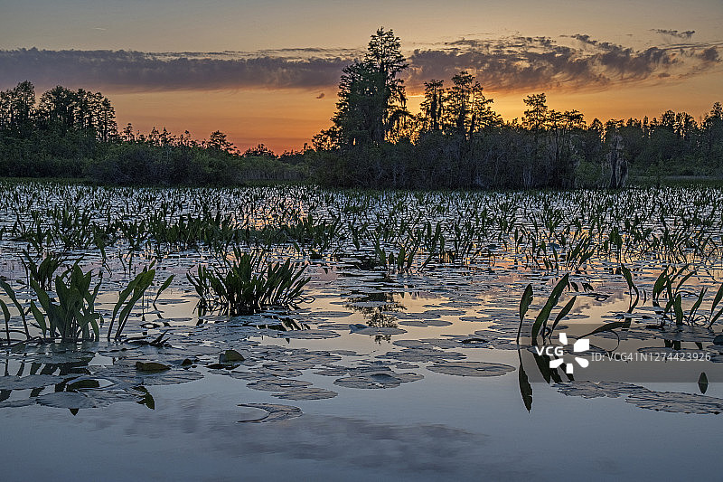 美国佐治亚州奥克弗诺基沼泽日落图片素材