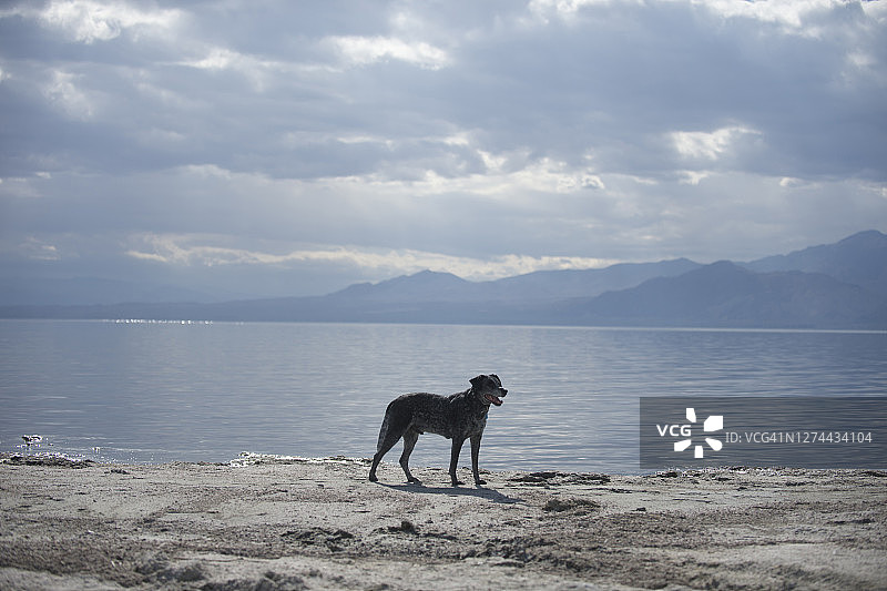 澳大利亚牧羊犬站在湖岸边，加利福尼亚州，美国图片素材