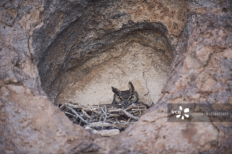 巢穴中的角鸮图片素材
