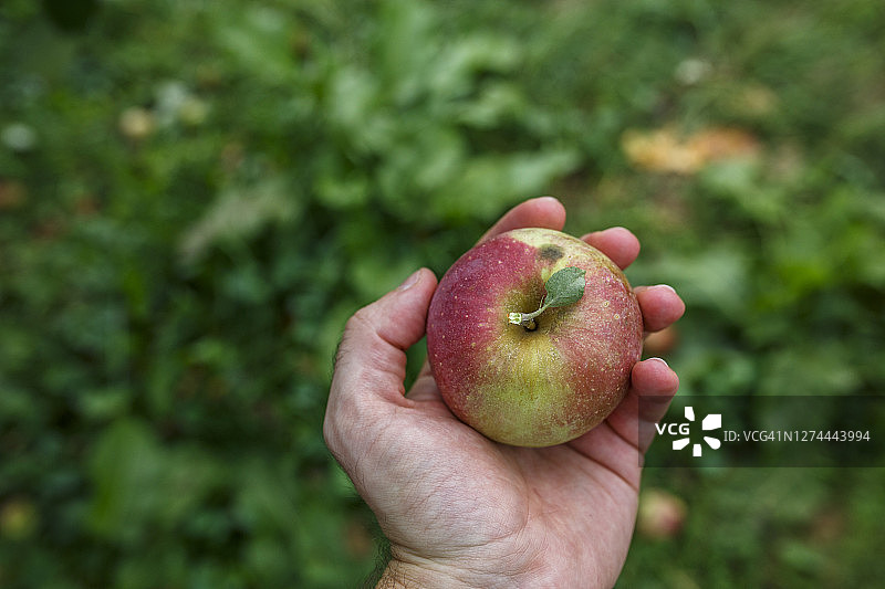 手持苹果，美国弗吉尼亚州米德尔堡图片素材