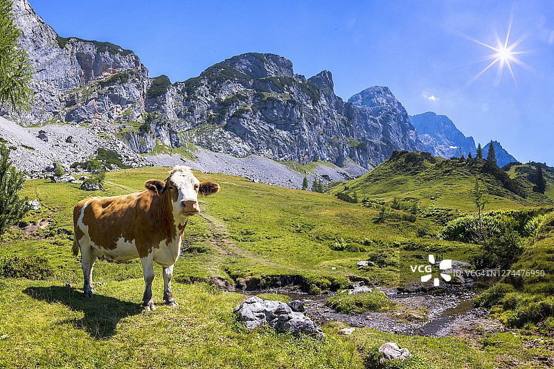 高山草甸上快乐的奶牛图片素材