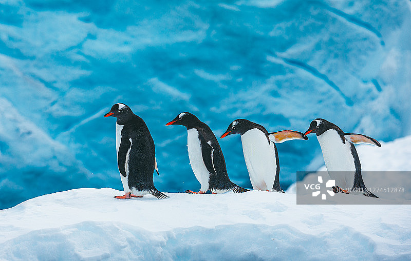 四只巴布亚企鹅走在雪堤上图片素材