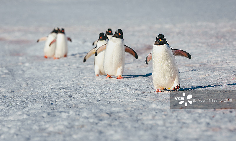 巴布亚企鹅在雪地海滩上摇摇摆摆地行走图片素材