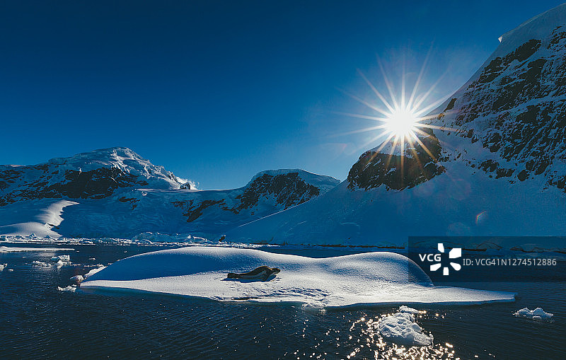 南极洲冰山上的豹海豹图片素材