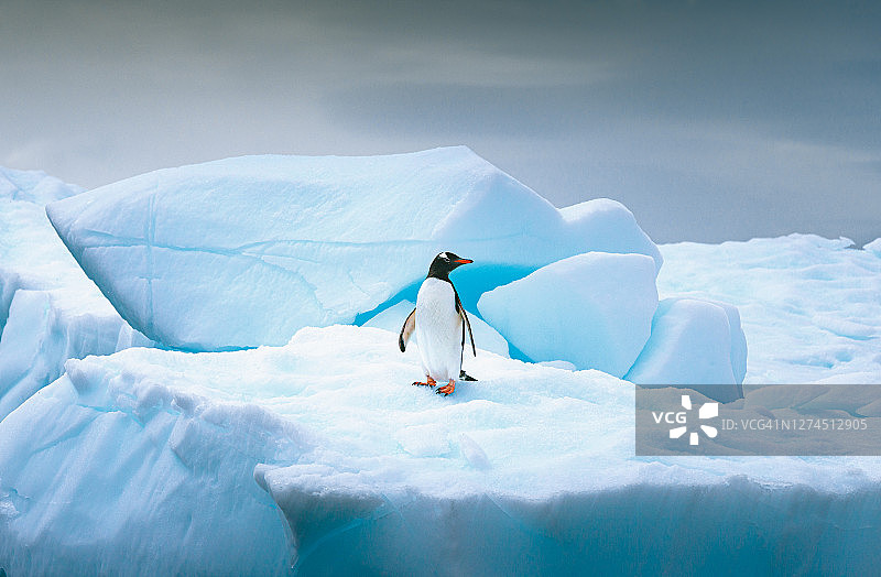 巴布亚企鹅独自站在南极洲冰山顶上图片素材