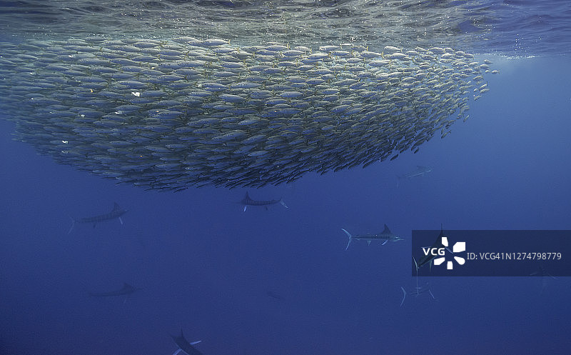 太平洋墨西哥下加利福尼亚，条纹马林鱼捕食大型鲭鱼饵球图片素材