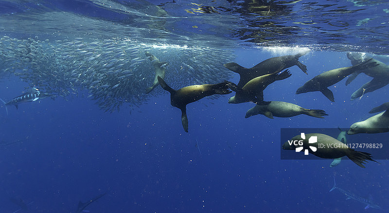 太平洋墨西哥下加利福尼亚，一大群加州海狮与条纹马林鱼争夺大型鲭鱼饵球图片素材
