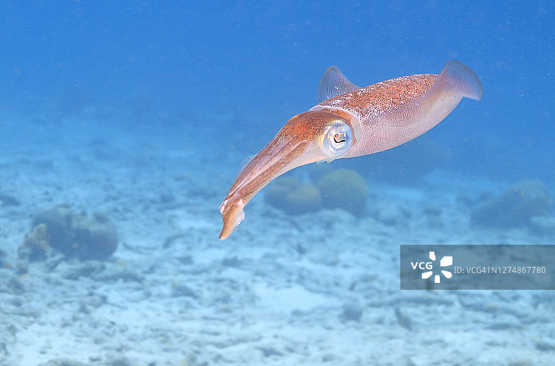 加勒比礁鱿鱼图片素材