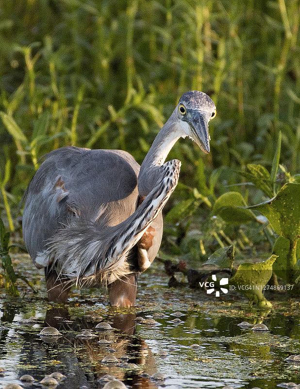 大蓝鹭图片素材