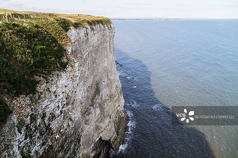 北方塘鹅：在白垩悬崖上图片素材