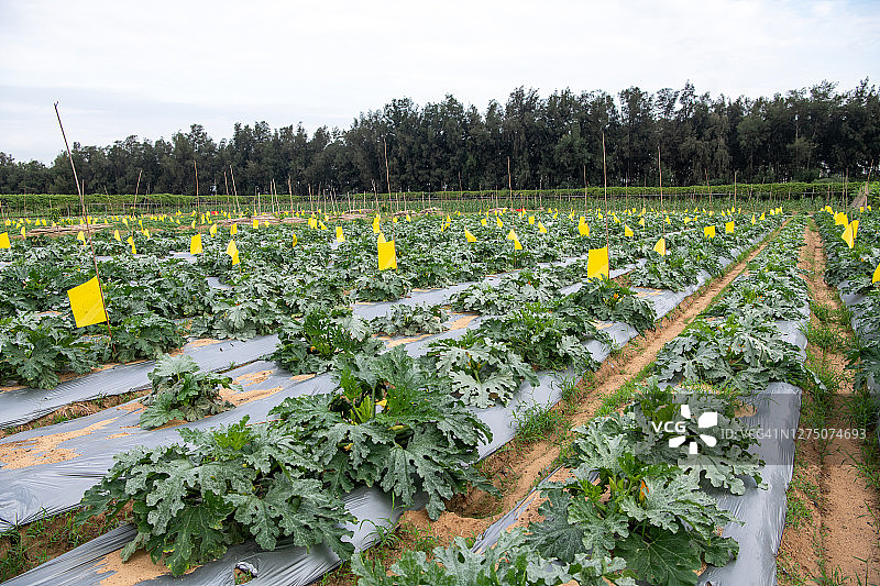 农场种植的甜瓜图片素材