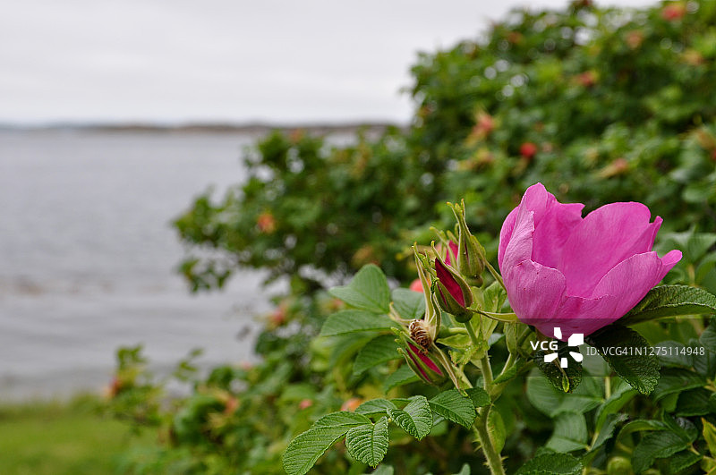 阴天，前景聚焦海边带粉红色皱叶玫瑰的绿色灌木丛图片素材