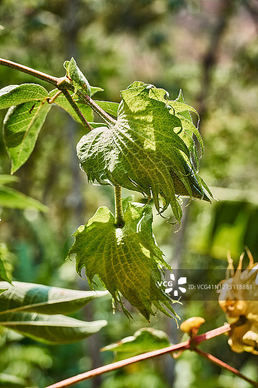 棉铃植物图片素材