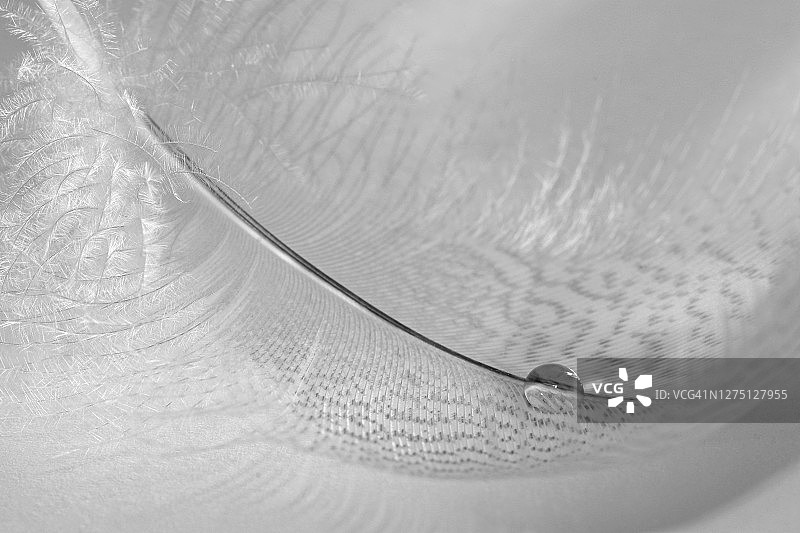 带有水滴的埃及鹅单根羽毛图片素材