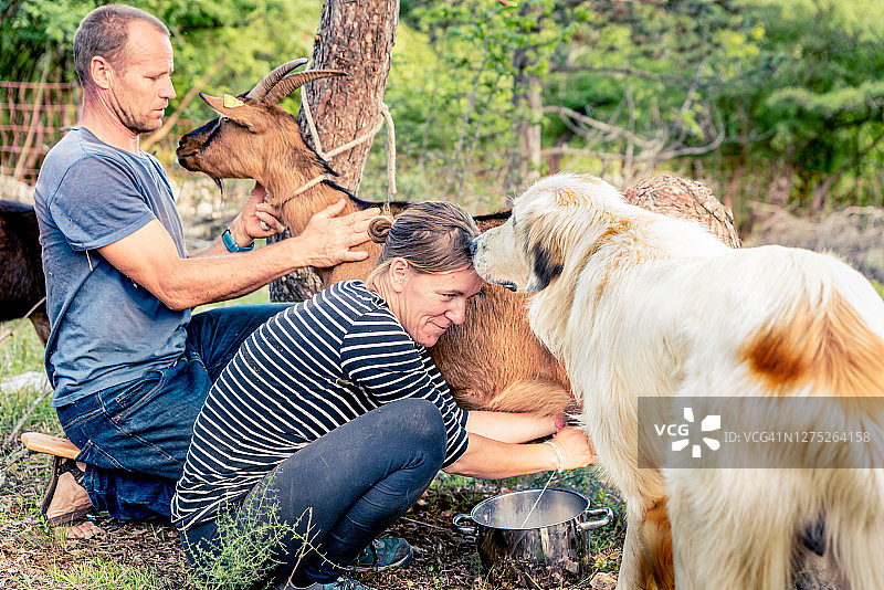 有环保意识的夫妇在有机农场挤羊奶图片素材