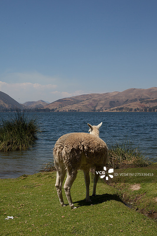 秘鲁湖边的动物图片素材