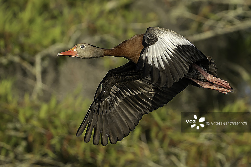 飞行中的黑腹哨鸭图片素材