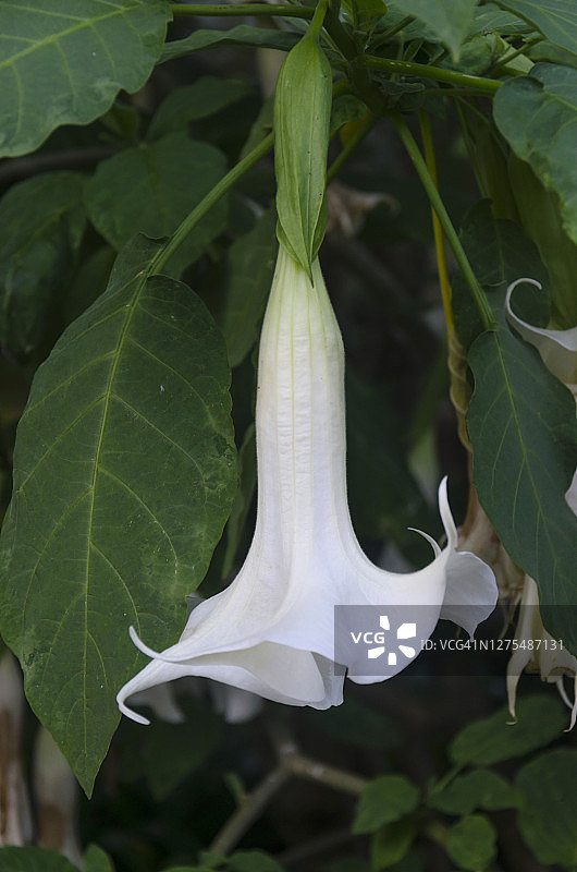 树上的白色天使喇叭花（Brugmansia arborea）图片素材