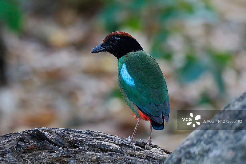 栖息在树上的泰国美丽的斑绿林鹟图片素材