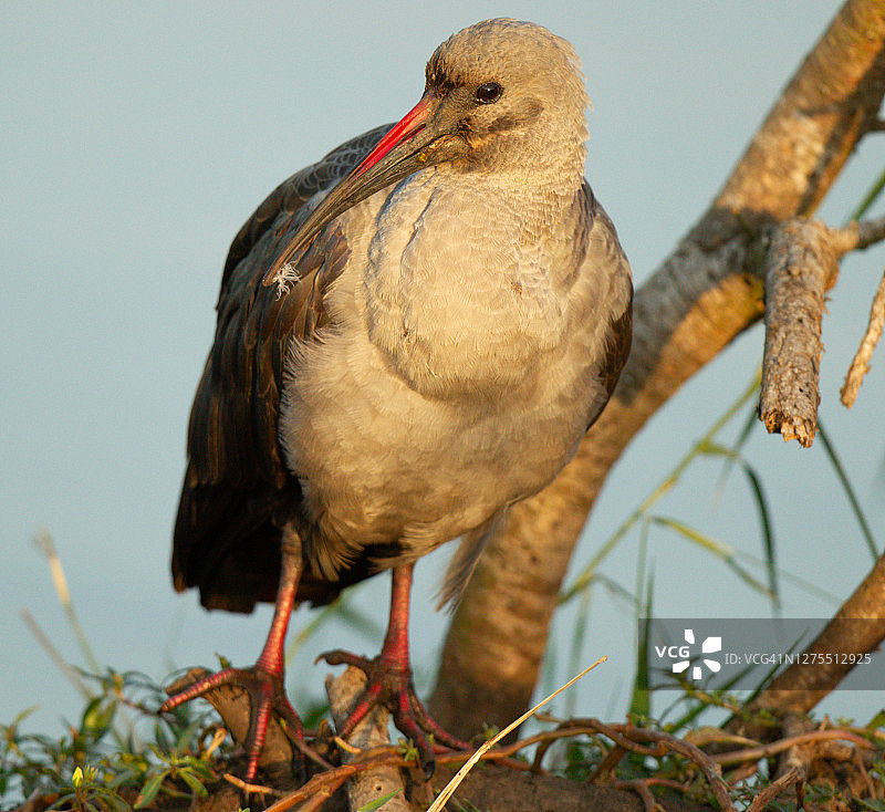 非洲圣鹮图片素材