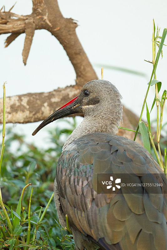 非洲圣鹮图片素材