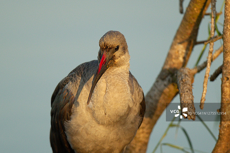 非洲圣鹮图片素材