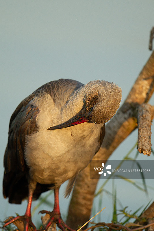 非洲圣鹮图片素材