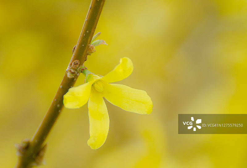 一朵充满活力的春天黄色连翘花图片素材