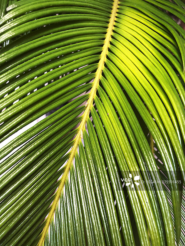 西米棕榈叶图片素材