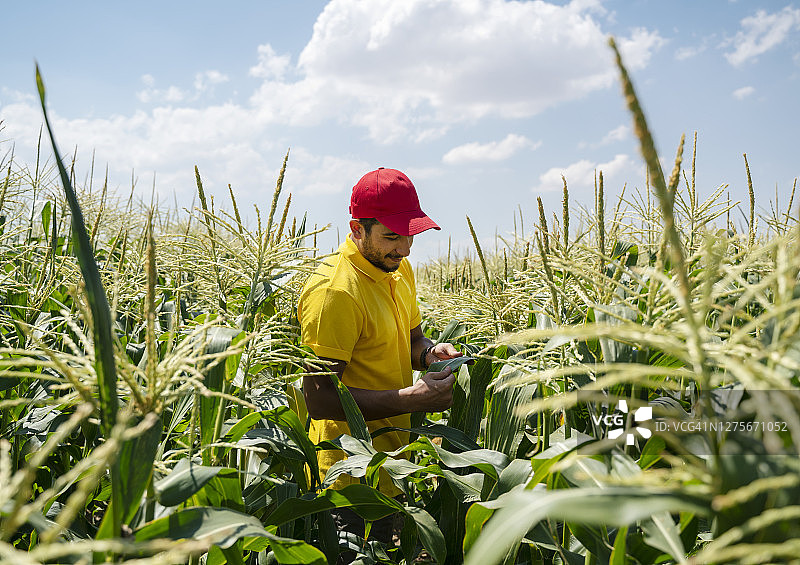 年轻农民在农场检查玉米植株图片素材