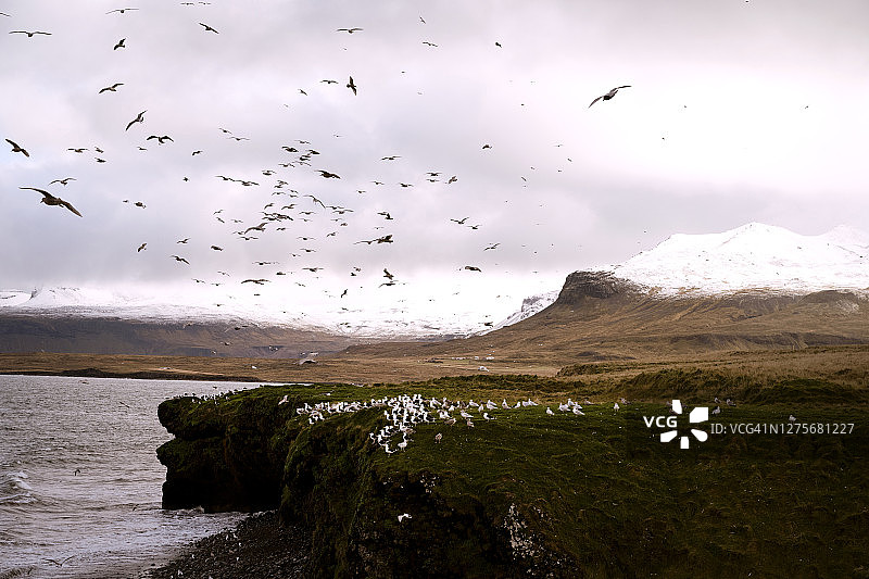 冰岛奥拉夫斯维克海岸的海鸥群图片素材