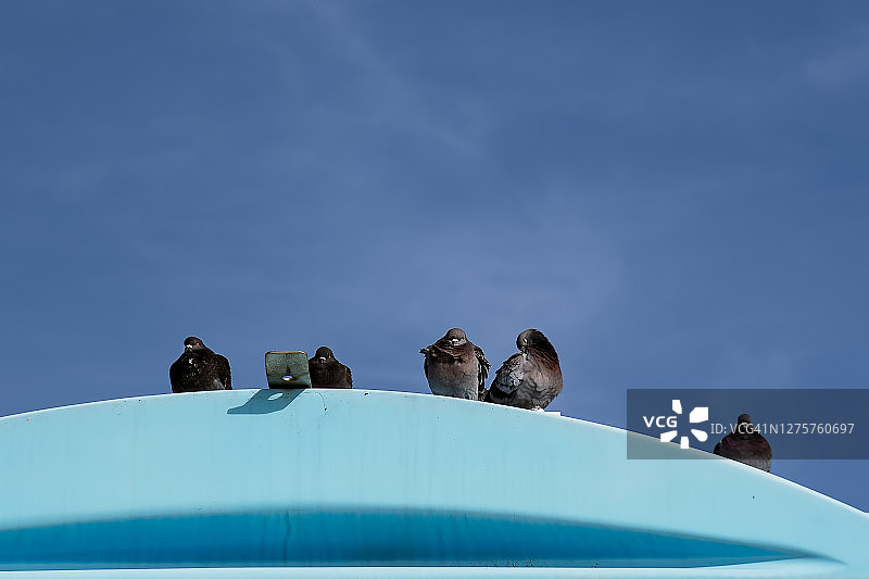 休息的鸟类图片素材