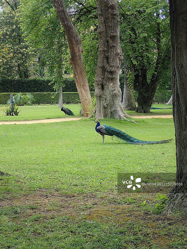 公园里的孔雀图片素材