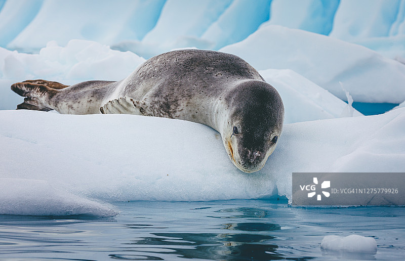 南极洲休息中的海豹图片素材