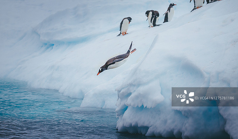 巴布亚企鹅潜入南极洲周围的寒冷水域图片素材