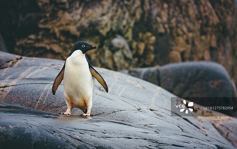 南极洲小岛上好奇的阿德利企鹅图片素材