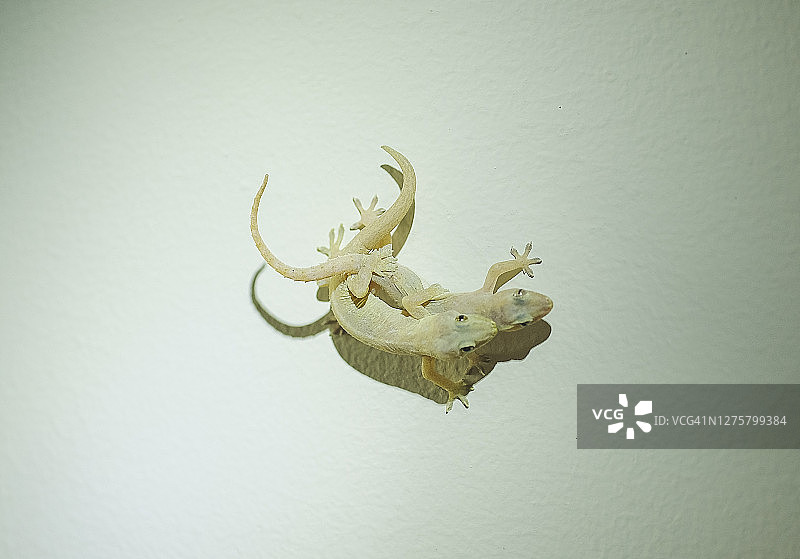 墙上交配的常见壁虎特写图片素材