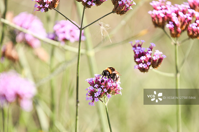 熊蜂在紫顶马鞭草上图片素材