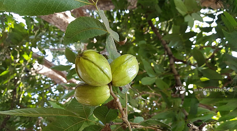 夏季山核桃树上的三颗美洲山核桃图片素材