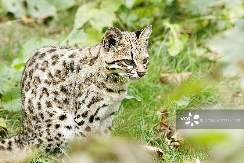 虎斑猫的特写图片素材