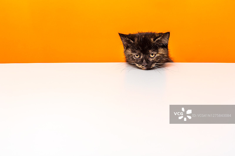 向上移动的苏格兰直耳短毛小猫图片素材