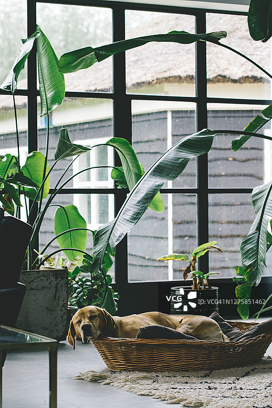 带绿色植物和钢窗的室内设计，混凝土楼板，狗窝图片素材