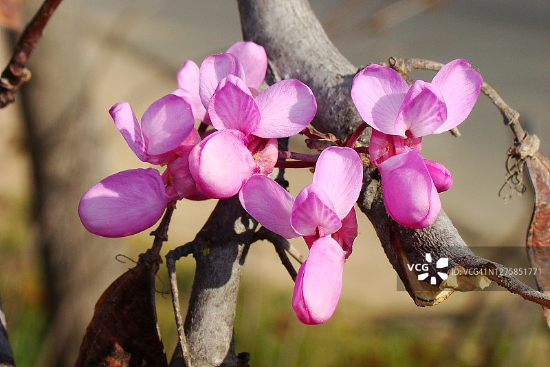 紫荆树图片素材