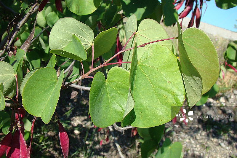 紫荆树图片素材