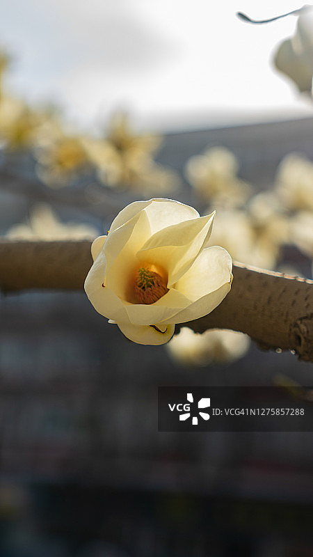 玉兰枝头的白色花朵图片素材