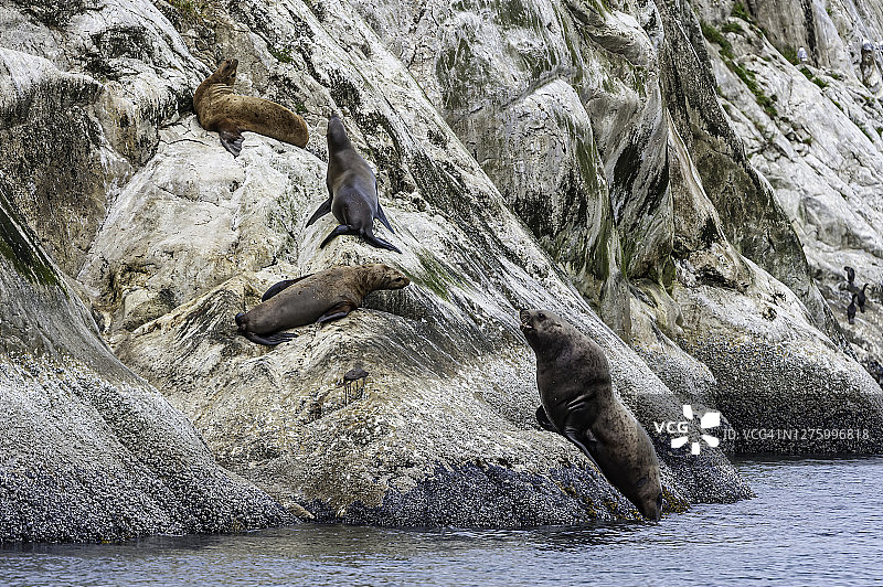 海狮，美国阿拉斯加冰川湾国家公园图片素材