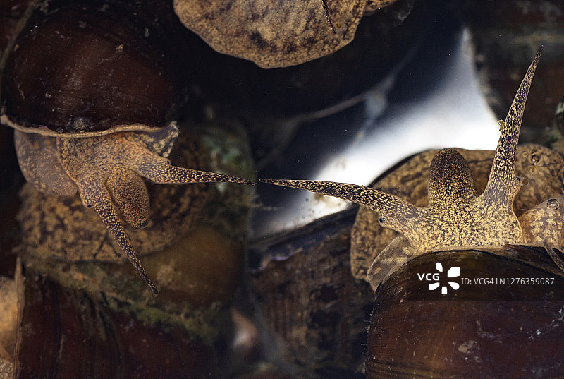 新鲜的淡水蜗牛图片素材